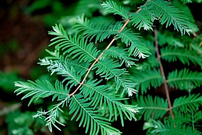 Metasequoia glyptostroboides 'White Spot' - metasekvoje čínská - jarní výhonky